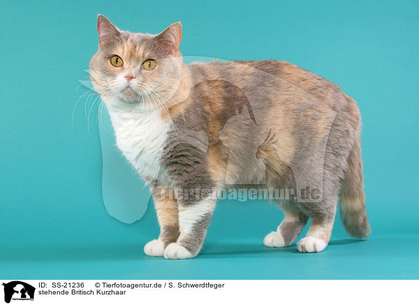 Britisch Kurzhaar / British Shorthair / SS-21236