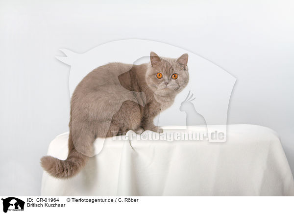 Britisch Kurzhaar / British Shorthair / CR-01964