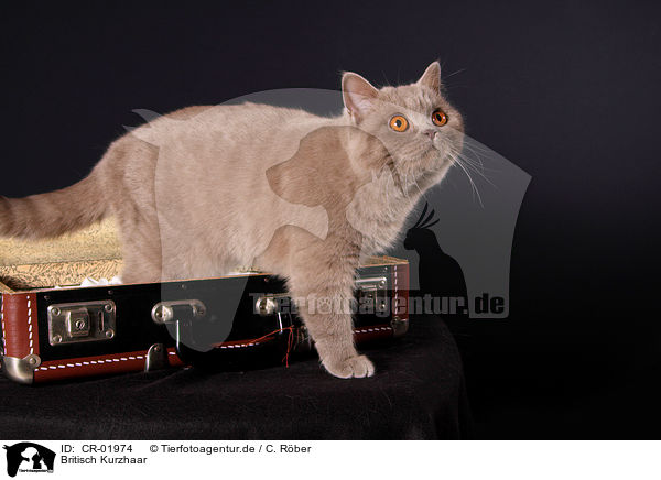 Britisch Kurzhaar / British Shorthair / CR-01974