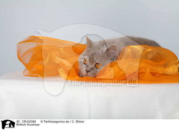 Britisch Kurzhaar / British Shorthair / CR-02088