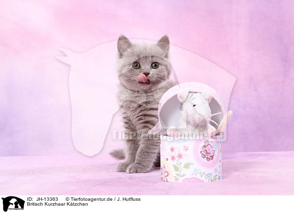 Britisch Kurzhaar Ktzchen / British Shorthair kitten / JH-13363