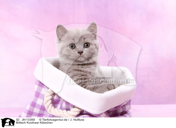 Britisch Kurzhaar Ktzchen / British Shorthair kitten / JH-13369