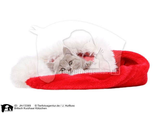 Britisch Kurzhaar K�tzchen / British Shorthair kitten / JH-13389