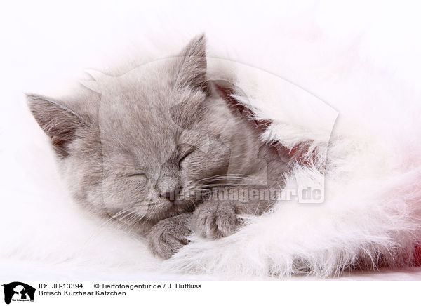 Britisch Kurzhaar Ktzchen / British Shorthair kitten / JH-13394
