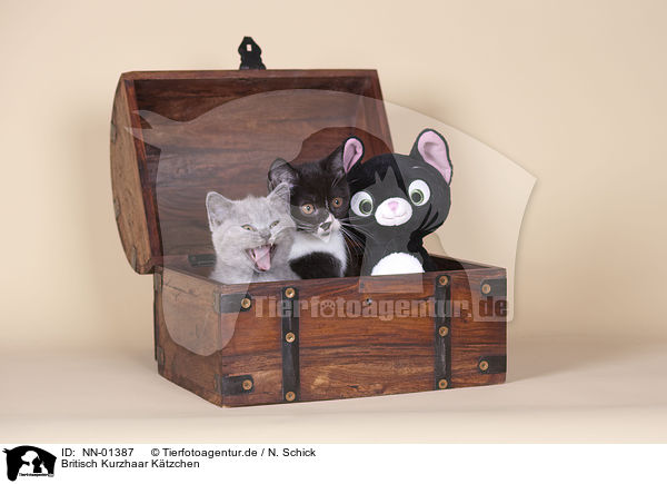 Britisch Kurzhaar Ktzchen / British Shorthair kitten / NN-01387