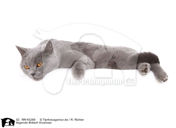 liegende Britisch Kurzhaar / lying British Shorthair / RR-40289