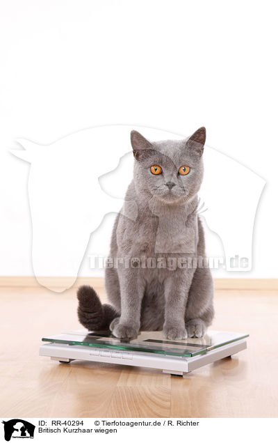 Britisch Kurzhaar wiegen / weighing a British Shorthair / RR-40294