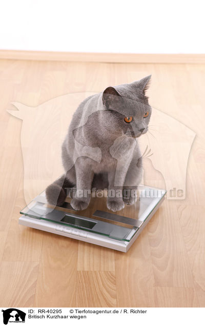 Britisch Kurzhaar wiegen / weighing a British Shorthair / RR-40295