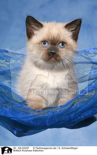 Britisch Kurzhaar K�tzchen / British Shorthair kitten / SS-25257