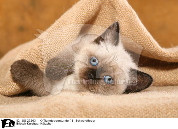 Britisch Kurzhaar Ktzchen / British Shorthair kitten / SS-25263