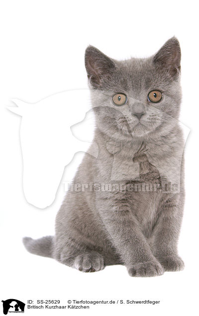 Britisch Kurzhaar Ktzchen / British Shorthair Kitten / SS-25629