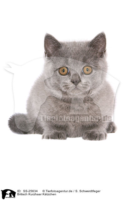 Britisch Kurzhaar Ktzchen / British Shorthair Kitten / SS-25634