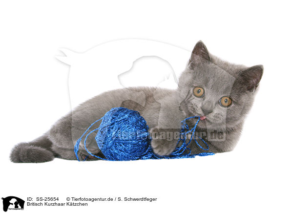 Britisch Kurzhaar Ktzchen / British Shorthair Kitten / SS-25654