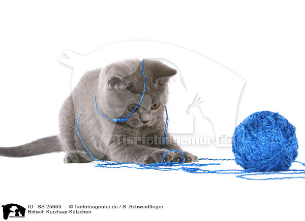 Britisch Kurzhaar Ktzchen / British Shorthair Kitten / SS-25663