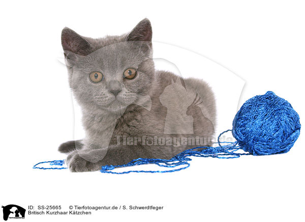 Britisch Kurzhaar Ktzchen / British Shorthair Kitten / SS-25665