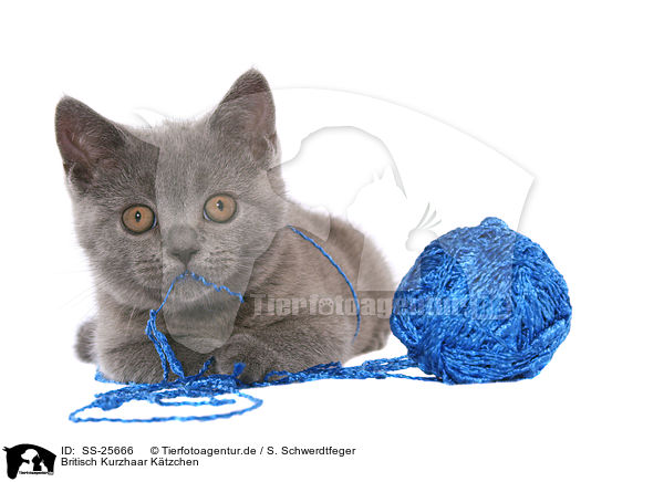 Britisch Kurzhaar Ktzchen / British Shorthair Kitten / SS-25666