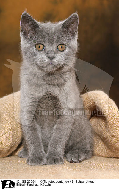 Britisch Kurzhaar Ktzchen / British Shorthair Kitten / SS-25694