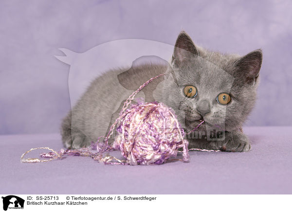 Britisch Kurzhaar Ktzchen / British Shorthair Kitten / SS-25713
