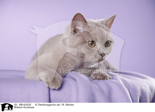 Britisch Kurzhaar / British Shorthair / RR-42025