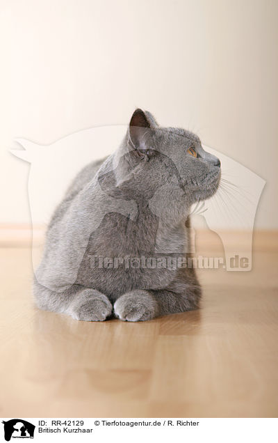 Britisch Kurzhaar / British Shorthair / RR-42129