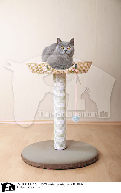 Britisch Kurzhaar / British Shorthair / RR-42139