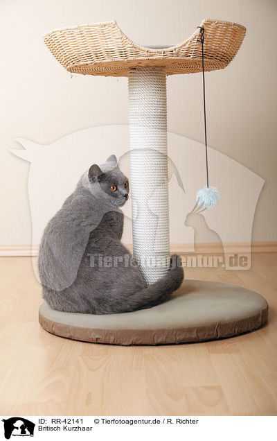 Britisch Kurzhaar / British Shorthair / RR-42141