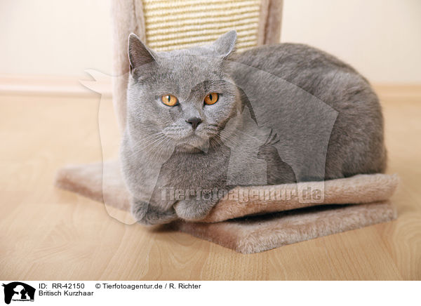 Britisch Kurzhaar / British Shorthair / RR-42150