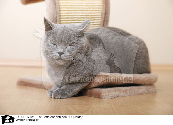 Britisch Kurzhaar / British Shorthair / RR-42151