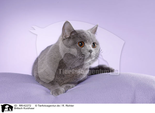 Britisch Kurzhaar / British Shorthair / RR-42272