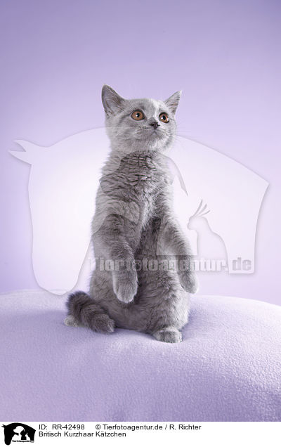 Britisch Kurzhaar Ktzchen / British Shorthair Kitten / RR-42498