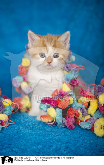 Britisch Kurzhaar Ktzchen / British Shorthair kitten / NN-02241