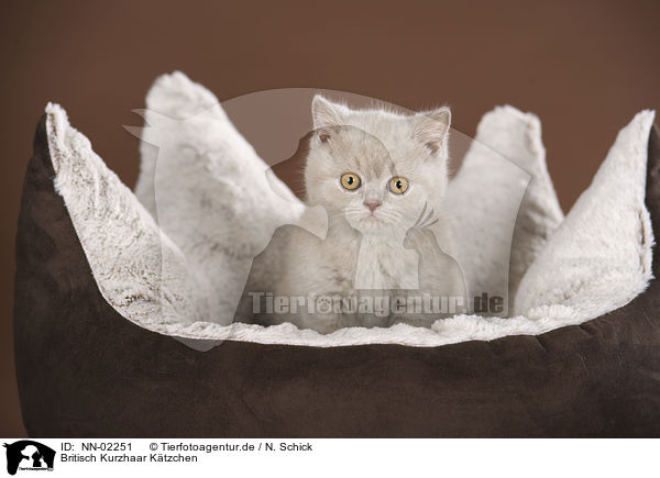 Britisch Kurzhaar Ktzchen / British Shorthair kitten / NN-02251
