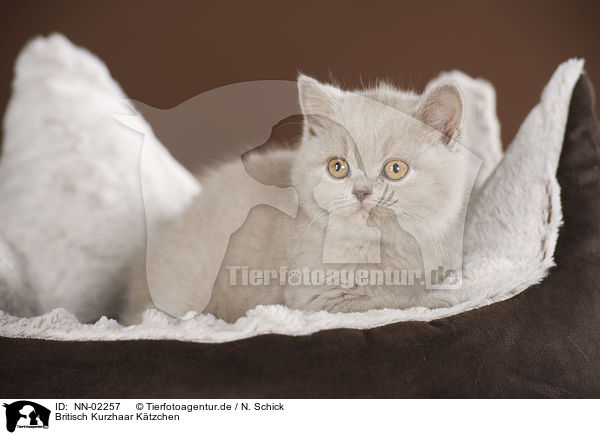 Britisch Kurzhaar Ktzchen / British Shorthair kitten / NN-02257
