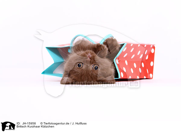 Britisch Kurzhaar Ktzchen / British Shorthair kitten / JH-15958
