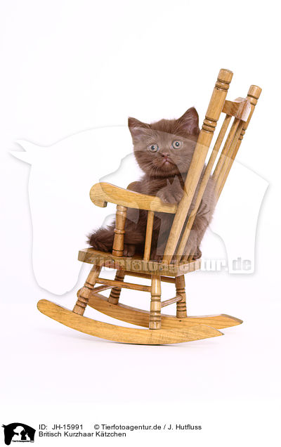 Britisch Kurzhaar Ktzchen / British Shorthair kitten / JH-15991