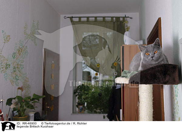 liegende Britisch Kurzhaar / lying British Shorthair / RR-46900
