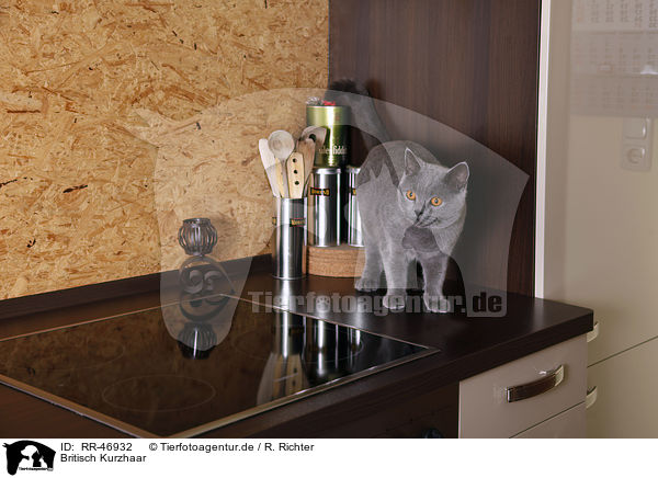Britisch Kurzhaar / British Shorthair / RR-46932