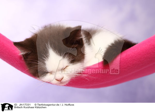 Britisch Kurzhaar K�tzchen / British Shorthait Kitten / JH-17331