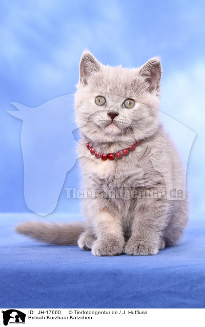 Britisch Kurzhaar Ktzchen / British Shorthair kitten / JH-17660