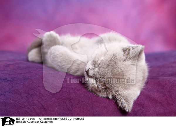 Britisch Kurzhaar K�tzchen / British Shorthair kitten / JH-17696