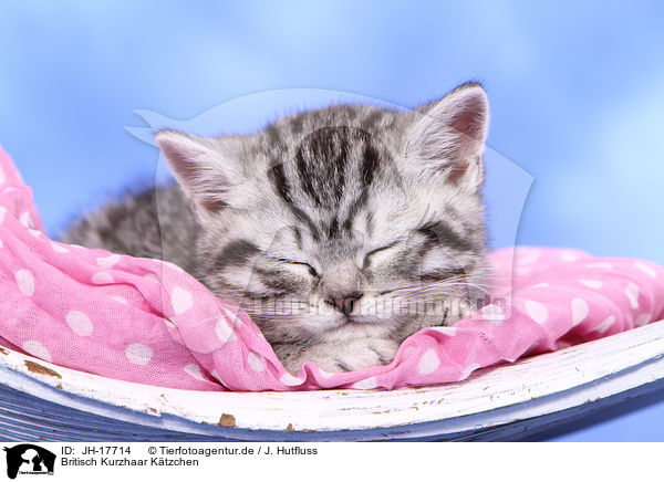 Britisch Kurzhaar Ktzchen / British Shorthair kitten / JH-17714