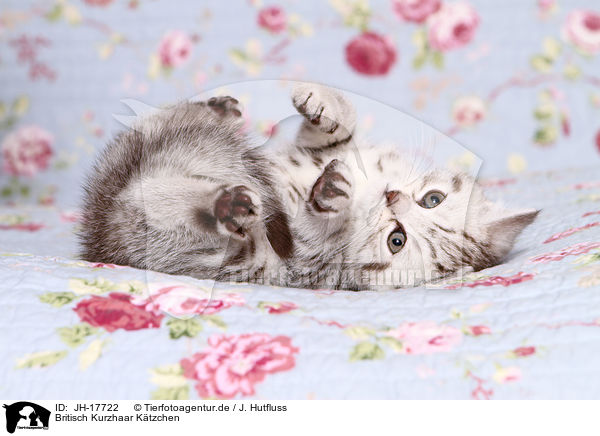 Britisch Kurzhaar Ktzchen / British Shorthair kitten / JH-17722