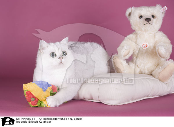 liegende Britisch Kurzhaar / lying British Shorthair / NN-05311