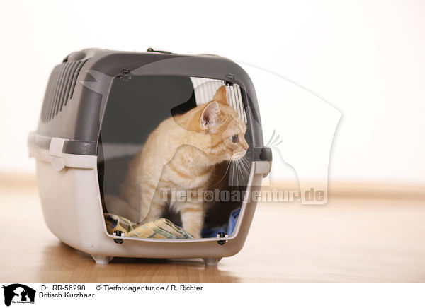 Britisch Kurzhaar / british shorthair / RR-56298