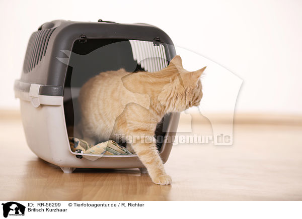 Britisch Kurzhaar / british shorthair / RR-56299
