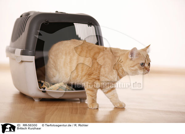 Britisch Kurzhaar / british shorthair / RR-56300