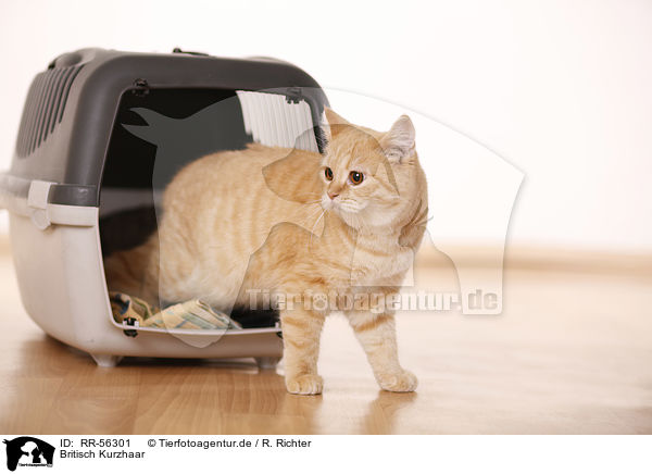 Britisch Kurzhaar / british shorthair / RR-56301