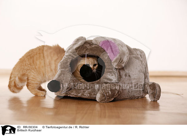 Britisch Kurzhaar / british shorthair / RR-56304