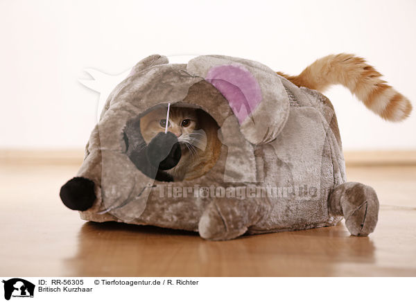 Britisch Kurzhaar / british shorthair / RR-56305