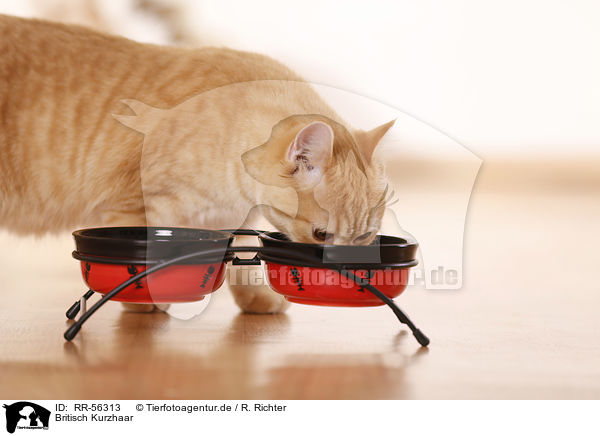 Britisch Kurzhaar / british shorthair / RR-56313